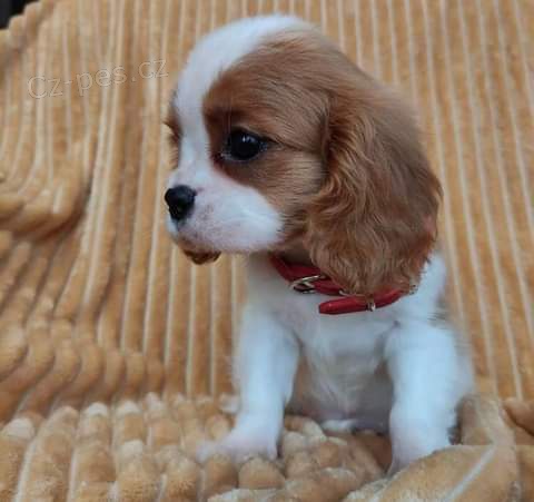 Rozko�n� �t���tka king charles �pan�l�