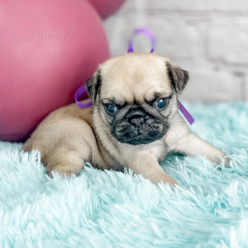 b�ov� a �ern� �t��ata mopse k adopci.