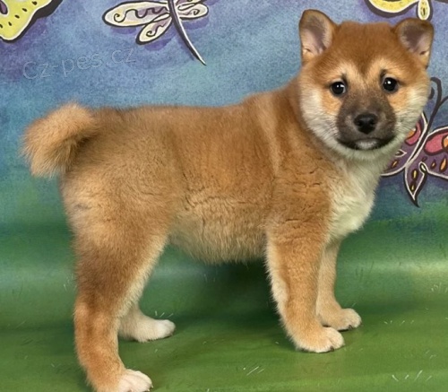 �t��ata Shiba inu