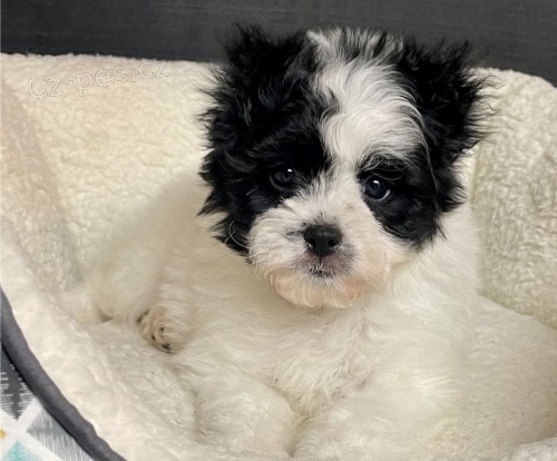 Japonsk� �t��ata Chin