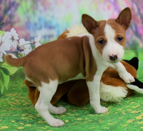 2 kr�sn� �t���tka basenji hledaj�c� sv�j v��n� domov