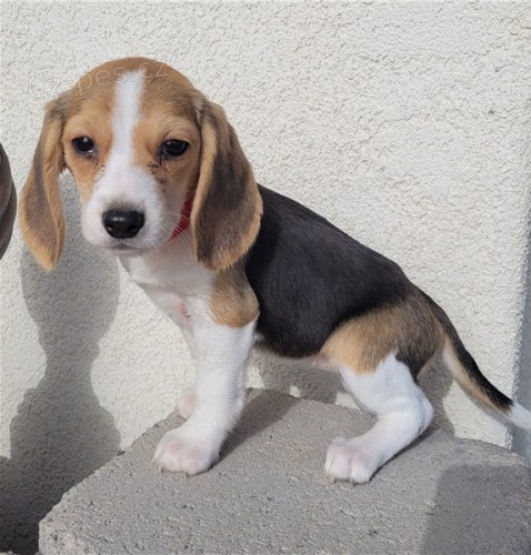 Kr�sn� �t��ata b�gla