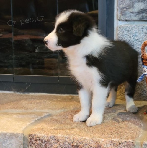 Miluj�c� �t���tka pejska a fenky border kolie