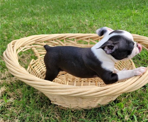 �t��ata bostonsk�ho teri�ra