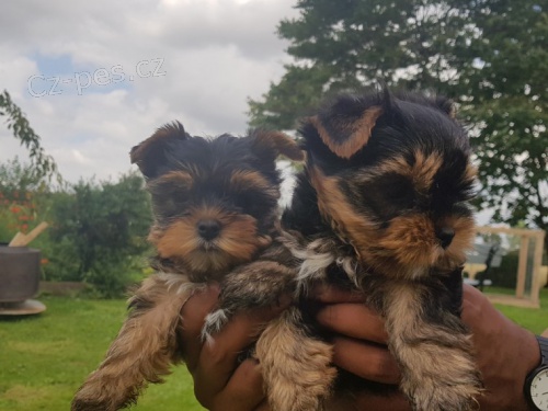 Prod�m 12t�denn� v�no�n� miniaturn� �t��ata jork��rsk�ho teri�ra.