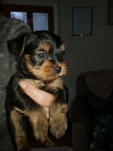 hra�ka mini Prod�m �t��ata jork��rsk�ho teri�ra.