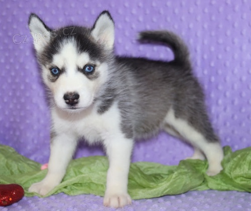 o�kovan� a zdrav� sibi�sk� husky k adopci