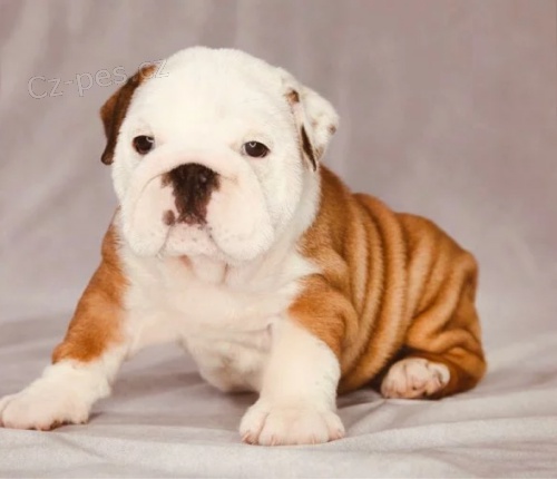 kr�sn� a zdrav� �t��ata anglick�ho buldo�ka k adopci