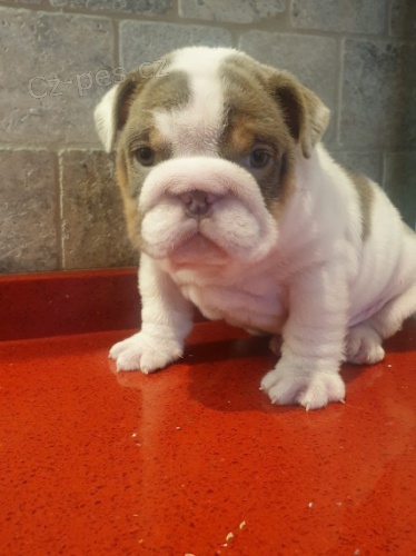 12t�denn� kr�sn� a zdrav� �t���tka anglick�ho buldo�ka k adopci.