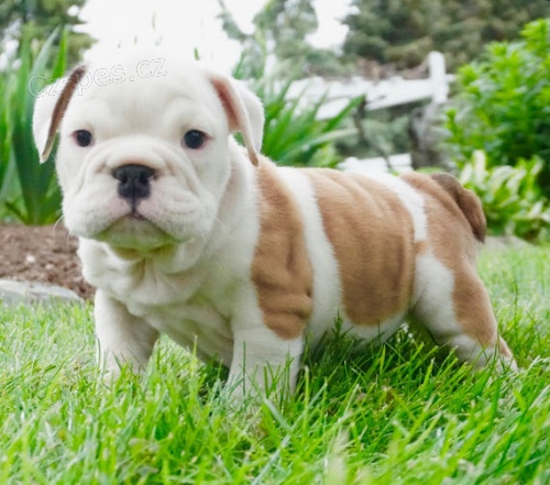 �t��ata anglick�ho buldo�ka pejsek a fenka k adopci.