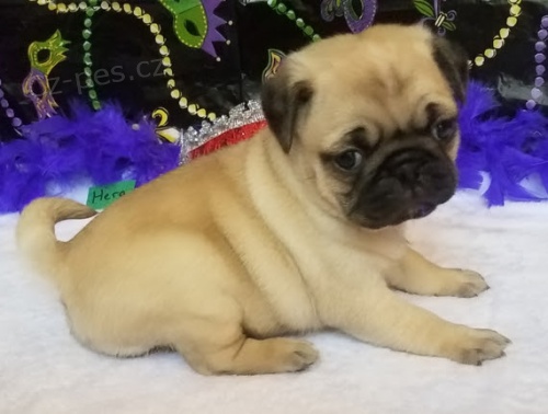 o�kovan� a od�erven� 12t�denn� �t��ata mops� k adopci