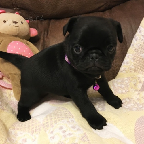 �ern� o�kovan� a od�erven� �t��ata mopse jako v�no�n� d�rek.