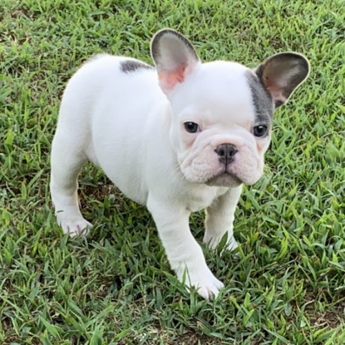 V�no�n� pejsek a fenka francouzsk�ho buldo�ka k adopci