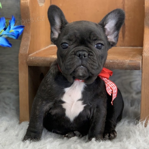 12 T�DN� �t��ata francouzsk�ho buldo�ka k adopci