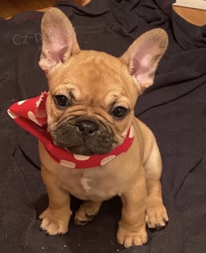 V�no�n� a novoro�n� �t��ata francouzsk�ho buldo�ka k adopci