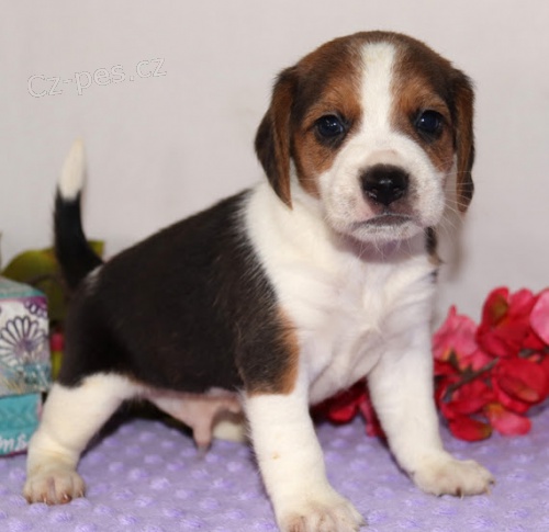 �t��ata BEAGLE k adopci