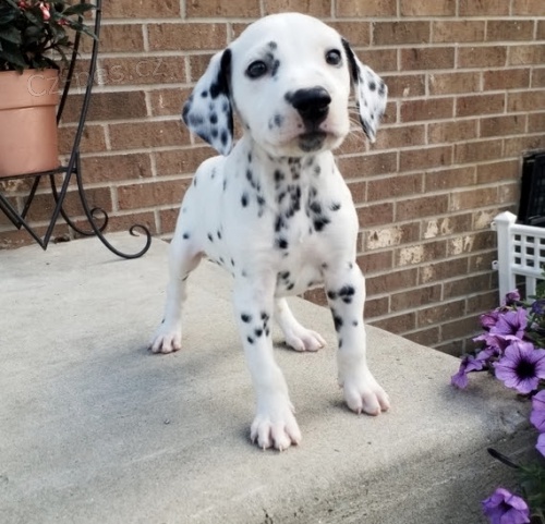 �t��ata dalmatin� k adopci.