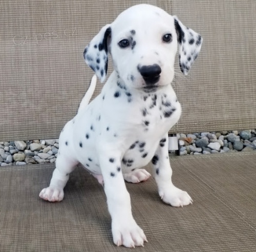 kr�sn� v�no�n� dalmatin �t��ata k adopci.