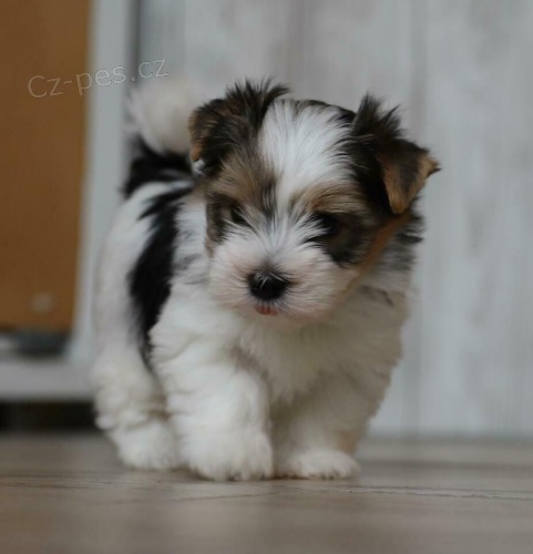 biewer!! biewer!! biewer pes a fenka �t��ata