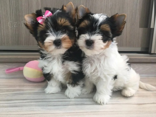 �t��ata Yorkie Biewer pes a fenka.