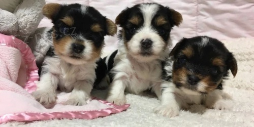 �t��ata Biewer k adopci