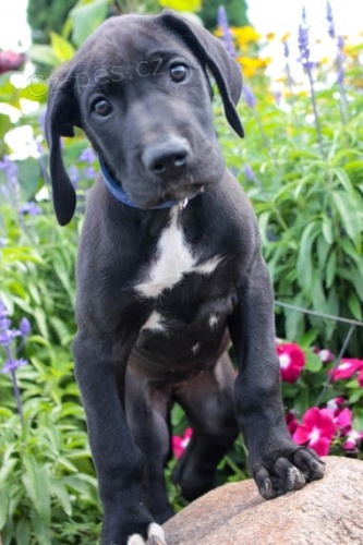 �t��ata n�meck� dogy k ADOPCI.