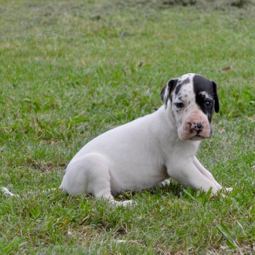 V�NOCE �t��ata n�meck� dogy