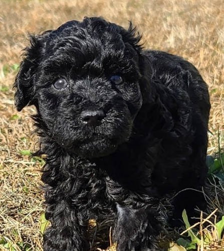 �t���tka �ern�ho trpasli��ho pudla jsou nyn� p�ipravena do nov�ho domova