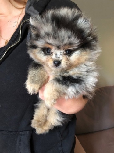 Prod�m mini ��lek �t��ata N�meck�ho �pice.