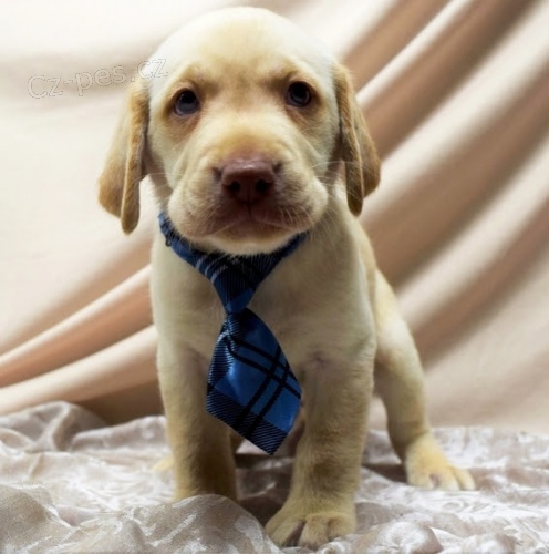 v�no�n� �t��ata labradorsk�ho retr�vra k adopci.