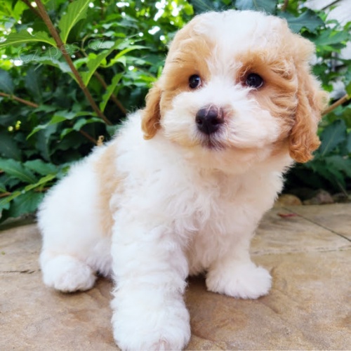 Prod�m �t��ata bi�onka Poo.