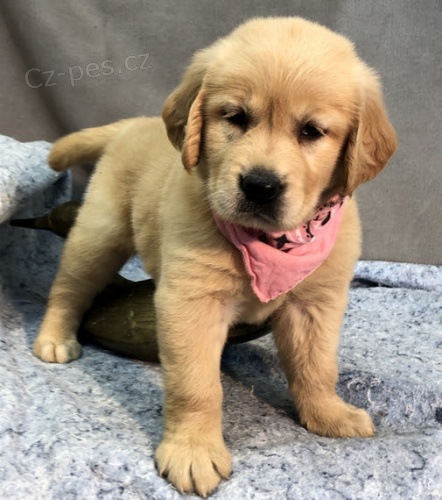 v�no�n� �t��ata zlat�ho retr�vra