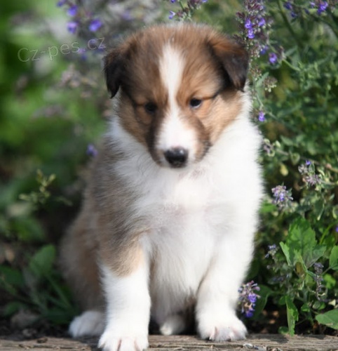 Prod�m �t��ata sheltie ov��ka