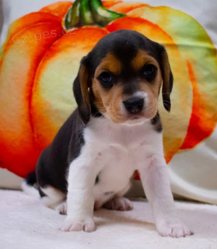 Kr�sn� a rozko�n� �t��ata b�gla k dispozici a p�ipravena k prodeji.