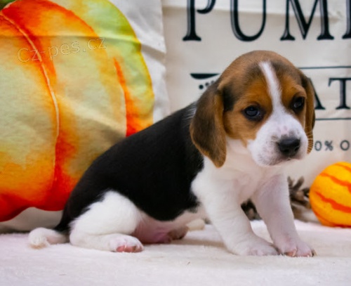 �t��ata b�gla tricolor jsou k dispozici a p�ipravena k prodeji.