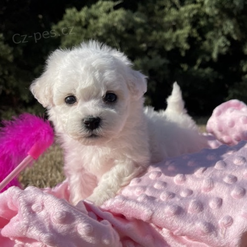 �t��ata bi�onka jsou k dispozici a p�ipravena k adopci.