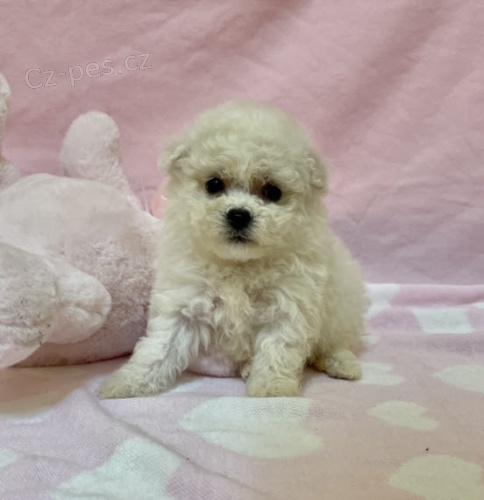 �t���tka mini bi�onka p�ipravena k adopci.