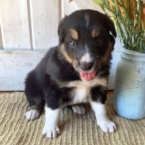 �t��ata border kolie p�ipravena k prodeji