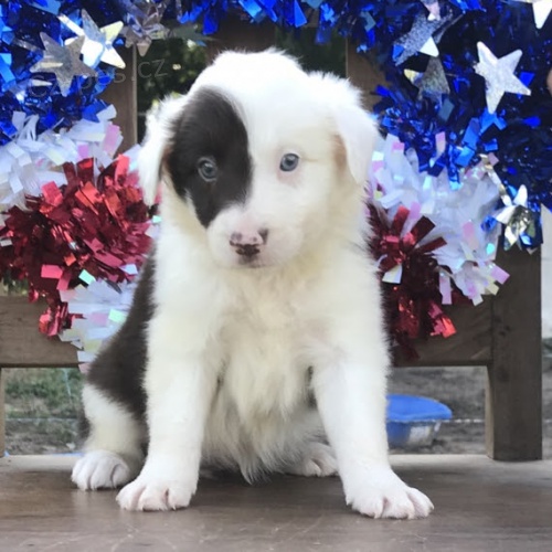 kr�sn� �t���tka border kolie p�ipravena k prodeji.