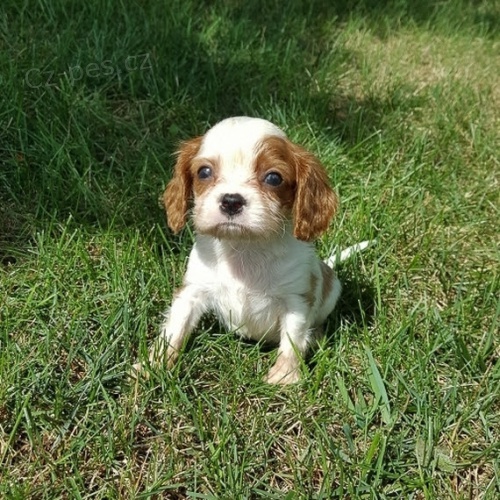 Prod�m kr�sn� �t��ata kaval�r King Charles Spaniel