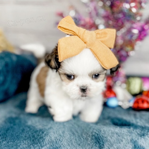 Prod�m �t��ata SHIH TZU.