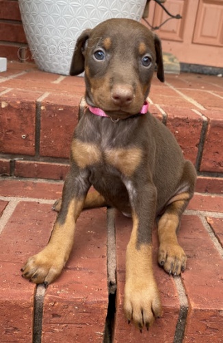 o�kovan� dobrman pin� �t��ata k v�no�n� adopci.