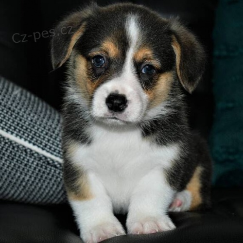kr�sn� a and�lsk� �t���tka Pembroke Welsh Corgi k adopci.