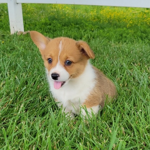 �t��ata Pembroke Welsh Corgi k adopci.