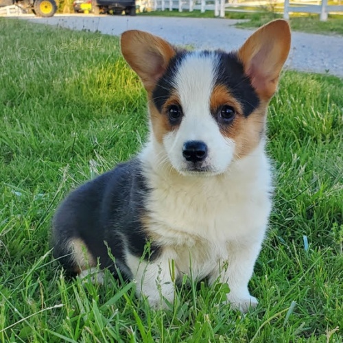 �t��ata Pembroke Welsh Corgi k v�no�n� adopci.