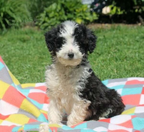 �t��ata Sheltidoodle k v�no�n� adopci