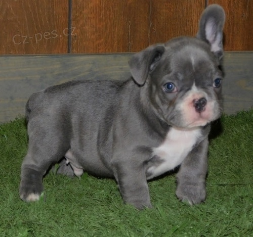 �t��ata francouzsk�ho buldo�ka k adopci.