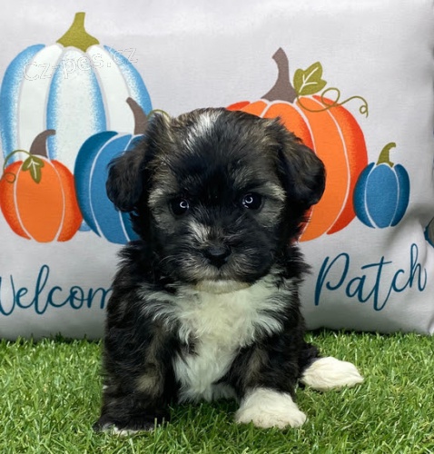 havansk�-havansk�-havansk�