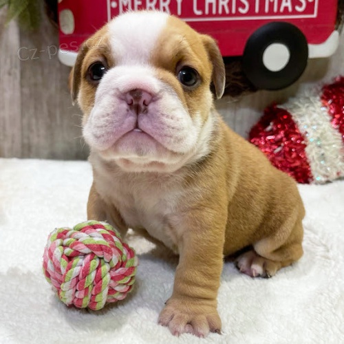 Prod�m o�kovan� �t��ata anglick�ho buldoka.