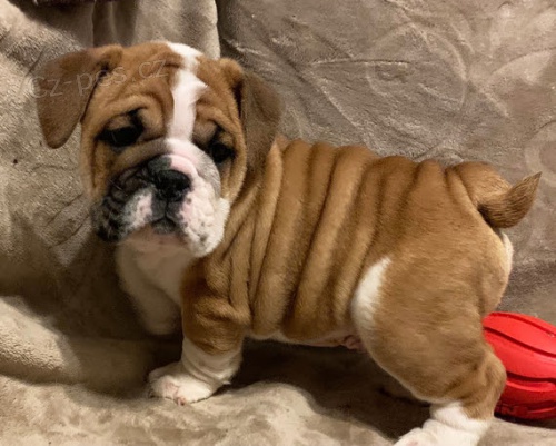 and�lsk� o�kovan� a od�erven� anglick� buldok �t��ata k adopci